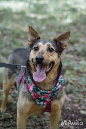 Ваша собака у нас