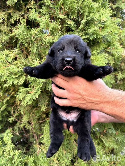 Щенки лабрадора