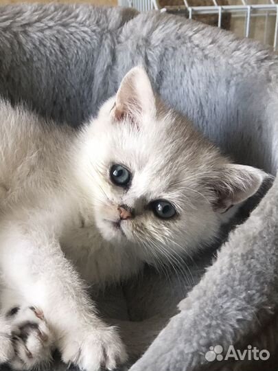 Продам котят британской шиншиллы