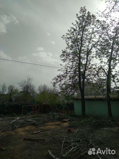 Спил деревьев