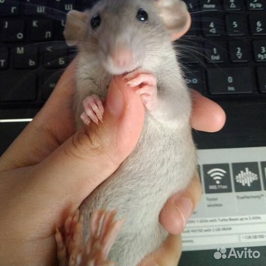 Домашняя передержка грызунов, подстригание когтей