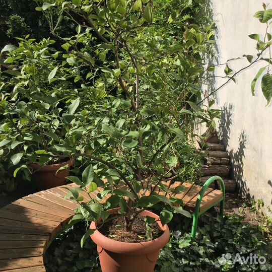 Взрослые плодоносящие лимонные деревья в кашпо