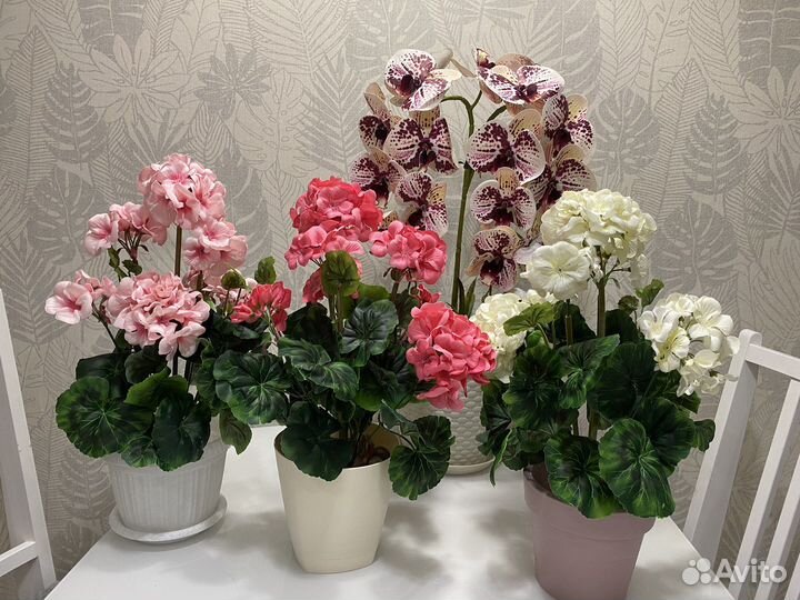 Подарок на 8 марта герань