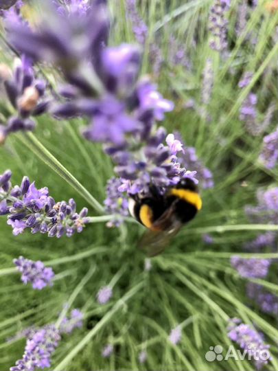Лаванда урожай 2023 на срез Для чая, выпечки