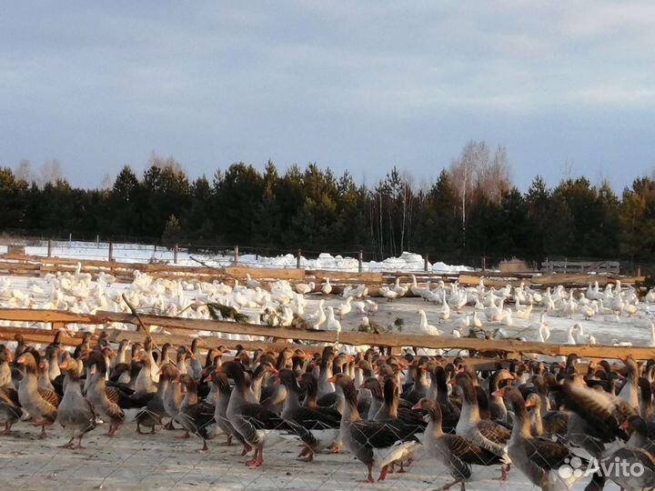 Гусята суточные, подрощенные