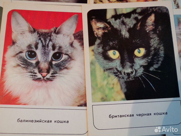 Открытки с породами кошек