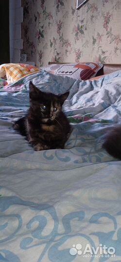 Отдам 2 котёнка