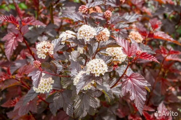 Саженцы пузыреплодника