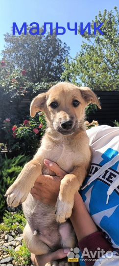 Левретка в добрые руки