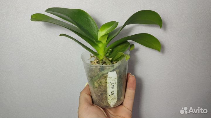 Орхидея бабочка