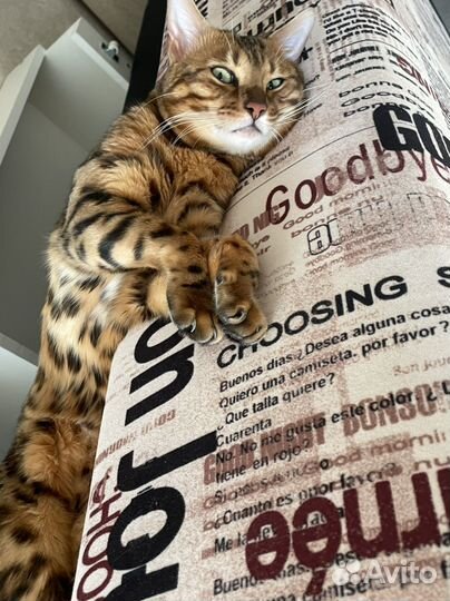 Бенгальский кот вязка