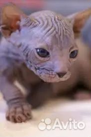 Котята сфинкс