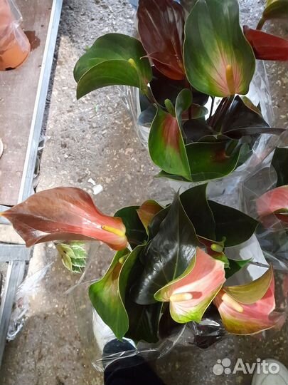 Антуриум рейнбоу чемпион