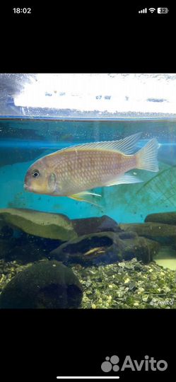Рыба цихлида