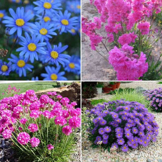 Ромашка голубая, Смолка, Армерия, Сентябринка