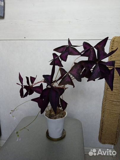 Оксалис
