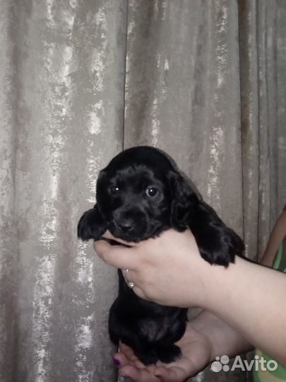 Щенки спаниеля