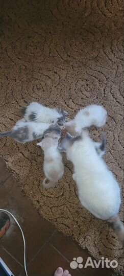 Котята в добрые руки бесплатно