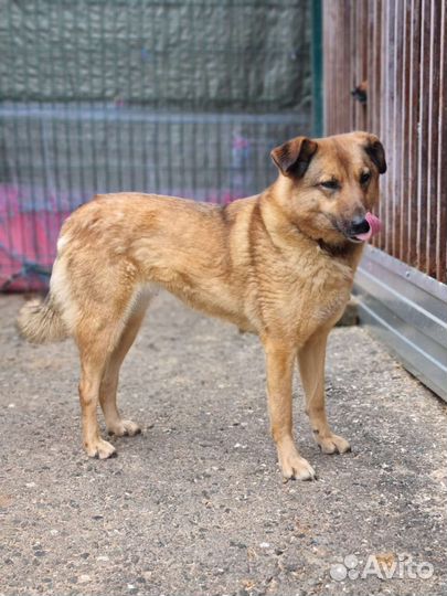 Спокойная и милая Кози в поисках дома