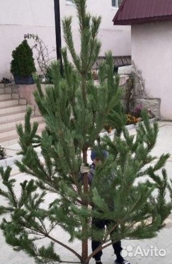 Елки сосны новогодние оптом