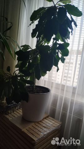 Большое растение в горшке купить в Санкт-Петербурге | Товары для дома и ...