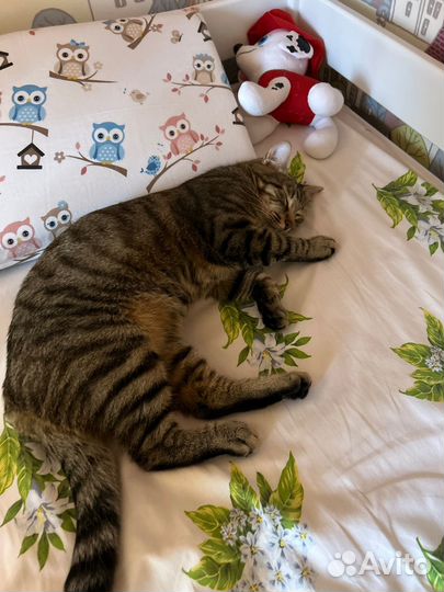 Кот и кошечка