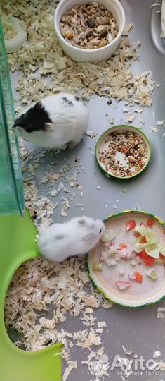 Джунгарский хомяк