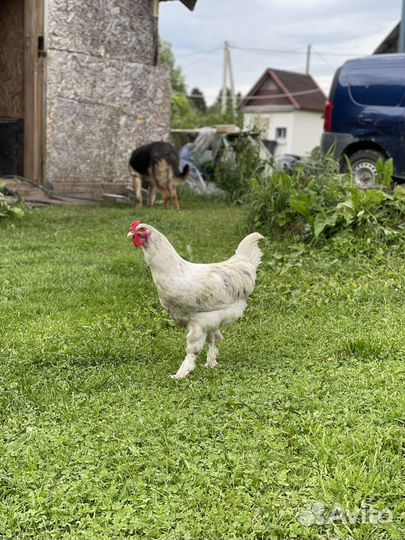 Молодые петухи