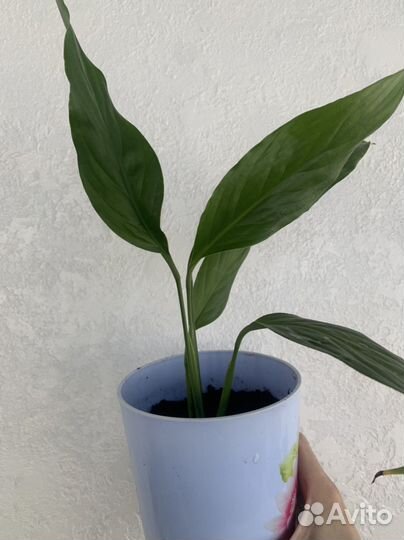 Комнатные цветы