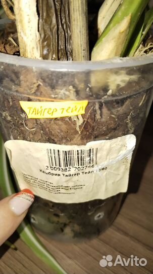 Цветы комнатные, требуют ухода