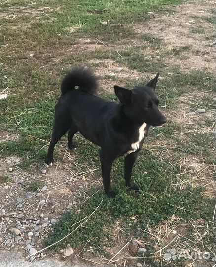 Стерилизованная собачка в добрые руки