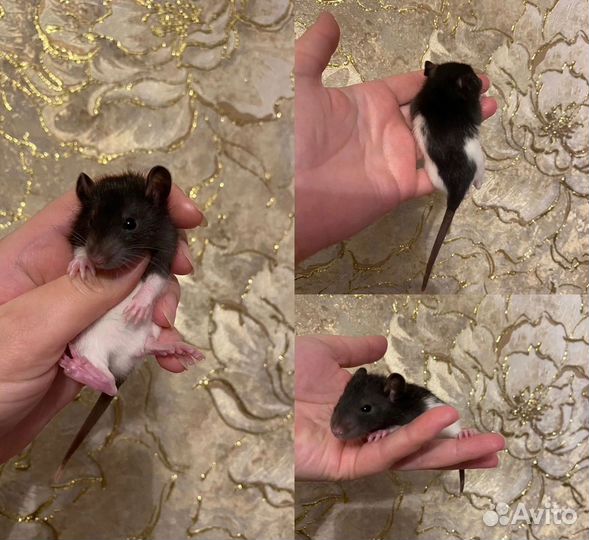 Декоративная крыса дамбо