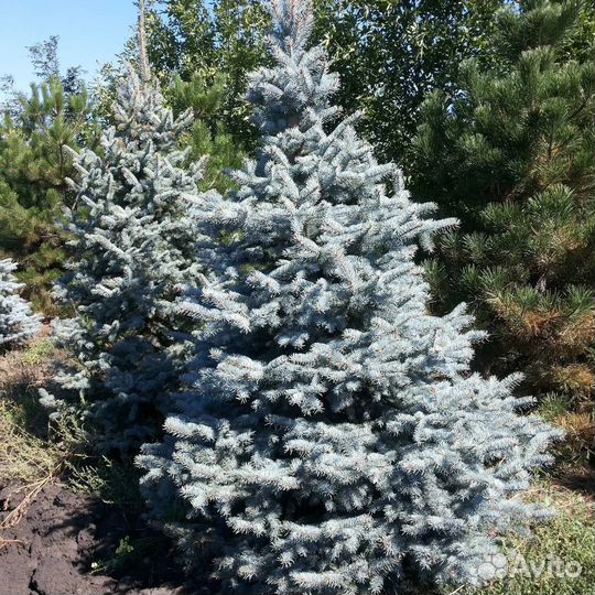 Ель голубая глаука