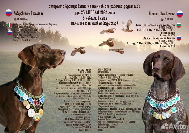 Щенки курцхаара потомственные охотники