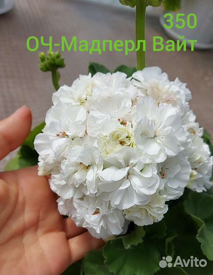 Пеларгония Махровая белая