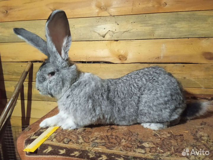 Кролики ризен