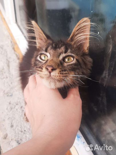 Котята мейн кун