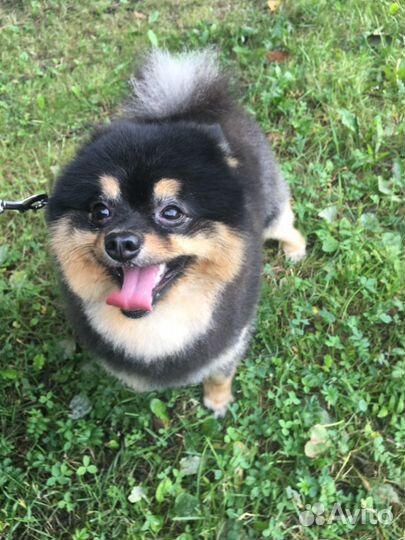 Стрижка котов, кошек и собак (грумер)