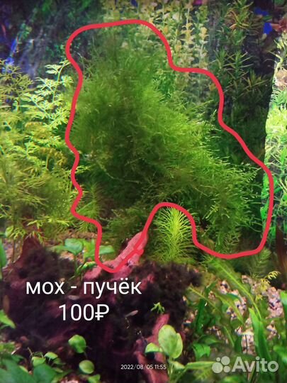 Аквариумные растения