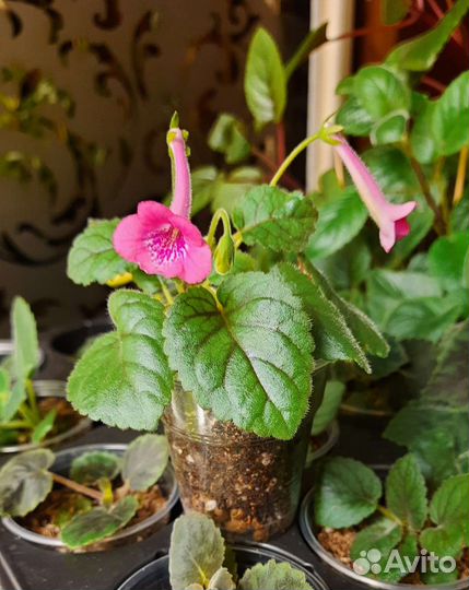 Синнингия мини