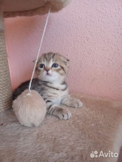 Британские котята