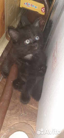 Котята сибирской кошки