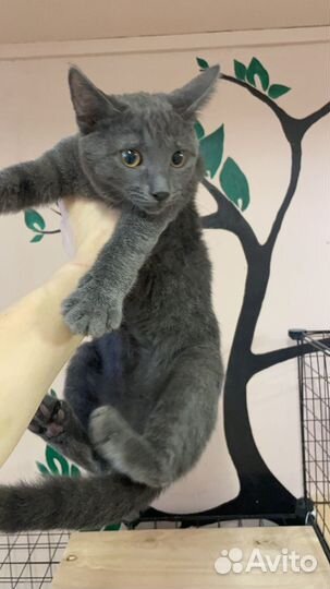 Котенок шалунишка