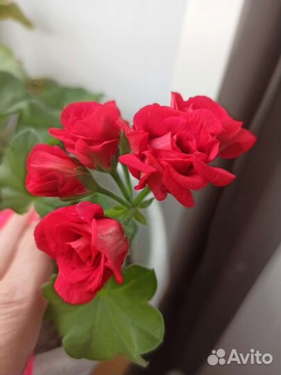 Пеларгония