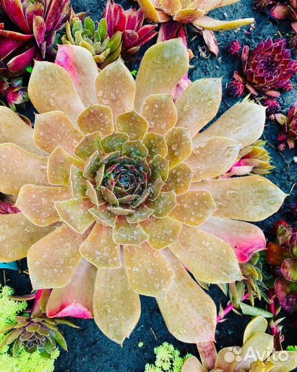 Молодило (уличные суккуленты)