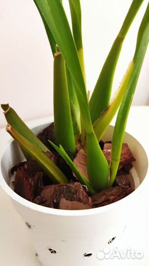 Орхидея Беаллара