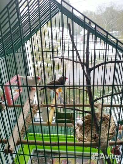 Зебрывые амадины