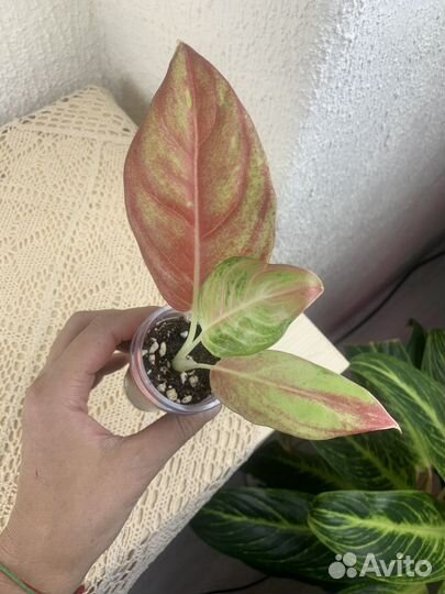 Аглаонема тепличные малыши