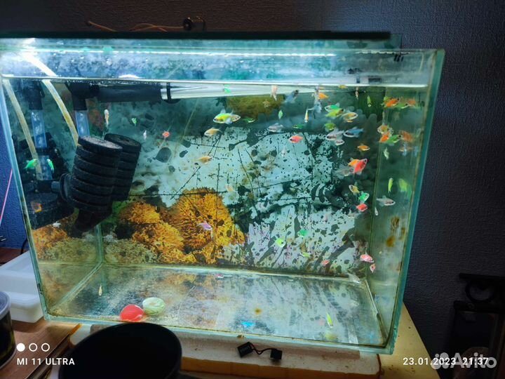 Рыбки Гуппи, Тенеции гло