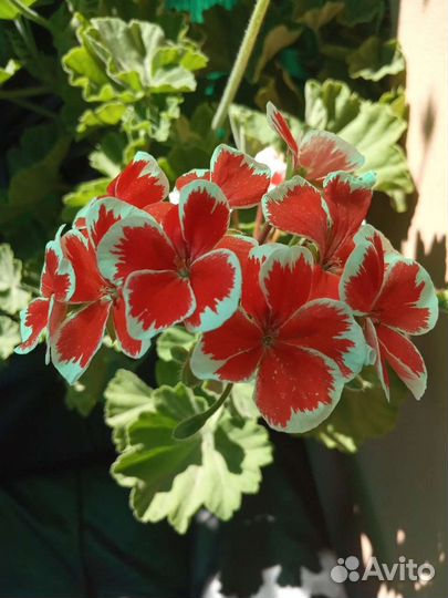 Пеларгония герань сортовая Mr. Wren